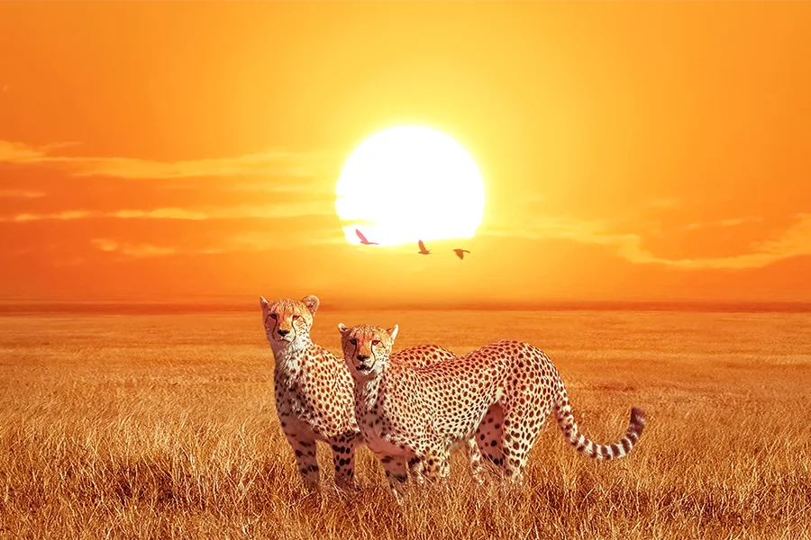 Kenia Tanzania y Zanzibar
