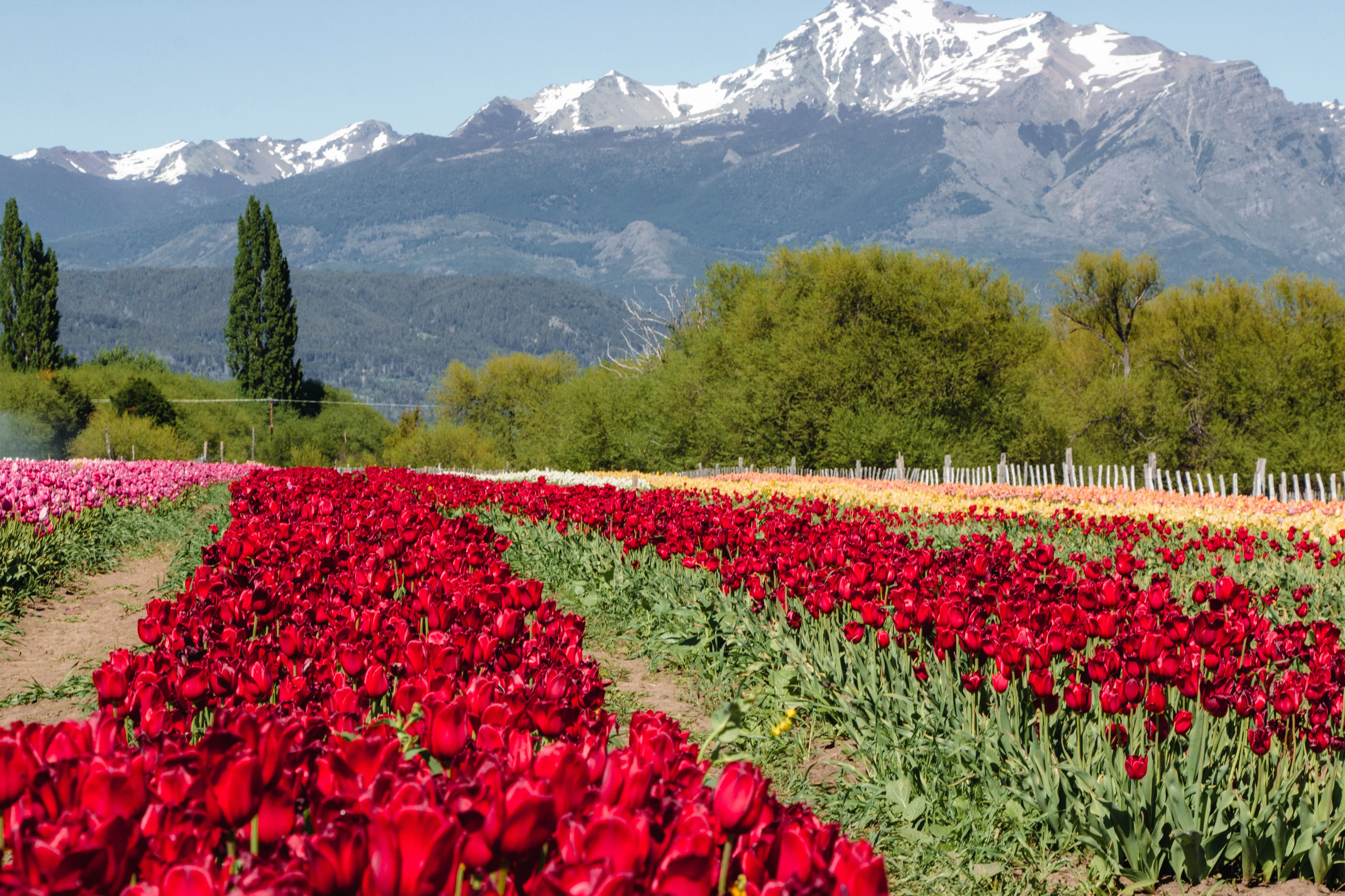 Campo de tulipanes